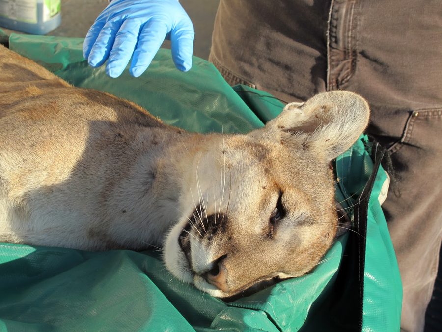 A sedated mountain lion being fitted with a GPS collar